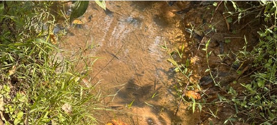 Stream with water flowing